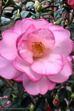 Taylors Perfection Pink Camellia Hybrid - 3 Gallon Pot -Garden Plant Shop Camellia Taylors Perfection 62