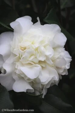 White Debutante Camellia Japonica - 3 Gallon Pot -Garden Plant Shop Camellia White Debutante 22