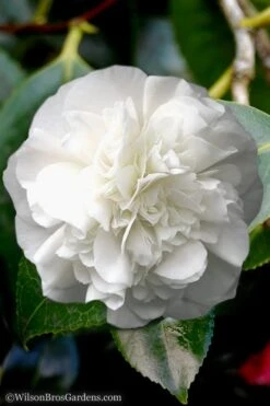 White Debutante Camellia Japonica - 3 Gallon Pot -Garden Plant Shop Camellia White Debutante 5