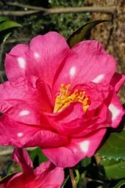 Winter's Fire Cold Hardy Camellia - 1 Gallon Pot -Garden Plant Shop Camellia Winters Fire 1 1