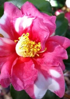 Winter's Fire Cold Hardy Camellia - 3 Gallon Pot -Garden Plant Shop Camellia Winters Fire 11