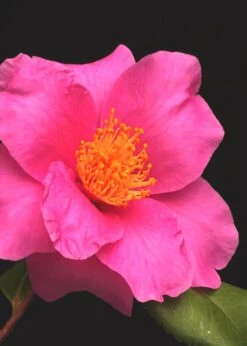 Winter's Fire Cold Hardy Camellia - 3 Gallon Pot -Garden Plant Shop Camellia Winters Fire 13