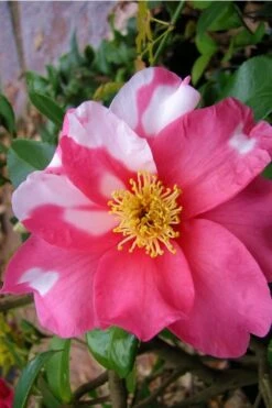 Winter's Fire Cold Hardy Camellia - 3 Gallon Pot -Garden Plant Shop Camellia Winters Fire 5