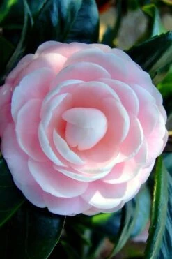 Winter's Rose Cold Hardy Dwarf Camellia - 1 Gallon Pot 7 Winter's Rose Cold Hardy Dwarf Camellia - 1 Gallon Pot -Garden Plant Shop Camellia Winters Rose 6 2