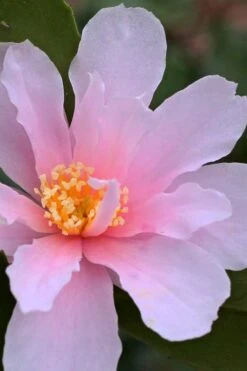 Winter's Toughie Cold Hardy Camellia - 3 Gallon Pot -Garden Plant Shop Camellia Winters Toughie 3