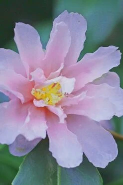 Winter's Toughie Cold Hardy Camellia - 3 Gallon Pot -Garden Plant Shop Camellia Winters Toughiet 6