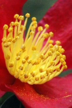 Yuletide Camellia Sasanqua - 2.5 Quart Pot -Garden Plant Shop Camellia Yuletide 30 4