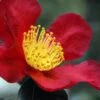 Yuletide Camellia Sasanqua - 3 Gallon Pot