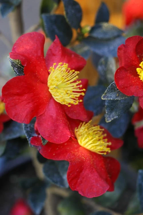 Yuletide Camellia Sasanqua - 3 Gallon Pot 4 Yuletide Camellia Sasanqua - 3 Gallon Pot - Image 4