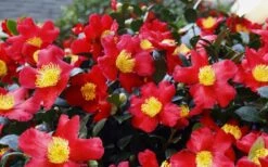 Yuletide Camellia Sasanqua - 1 Gallon Pot -Garden Plant Shop Camellia Yuletide 34 3