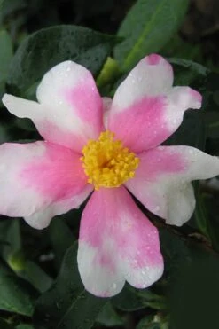 Yume Camellia Sasanqua - 3 Gallon Pot -Garden Plant Shop Camellia Yume 2