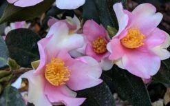Yume Camellia Sasanqua - 3 Gallon Pot -Garden Plant Shop Camellia Yume 5