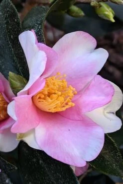 Yume Camellia Sasanqua - 3 Gallon Pot -Garden Plant Shop Camellia Yume 7