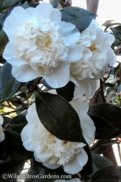 Fifth Avenue White Camellia Japonica - 3 Gallon Pot -Garden Plant Shop Camellia fifth avenue 20