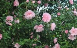 Cotton Candy Camellia Sasanqua - 6 Pack Of 1 Gallon Pots -Garden Plant Shop CamelliaCottonCandy 2 1