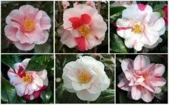 Lady Vansittart Multicolor Camellia Japonica - 1 Gallon Pot -Garden Plant Shop CamelliaLadyVasittart 2