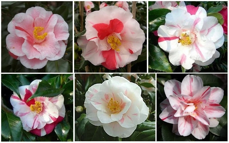 Lady Vansittart Multicolor Camellia Japonica - 6 Pack Of 1 Gallon Pots 6 Lady Vansittart Multicolor Camellia Japonica - 6 Pack Of 1 Gallon Pots - Image 6