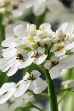 Tahoe Candytuft - Iberis Sempervirens - 10 Count Flat Of Quart Pots -Garden Plant Shop Candytuft Tahoe 1