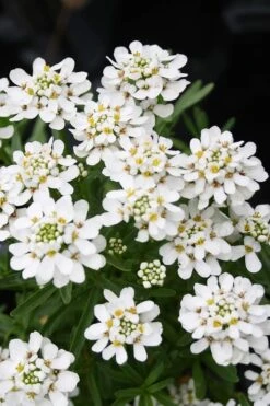 Tahoe Candytuft - Iberis Sempervirens - 10 Count Flat Of Quart Pots -Garden Plant Shop Candytuft Tahoe 2