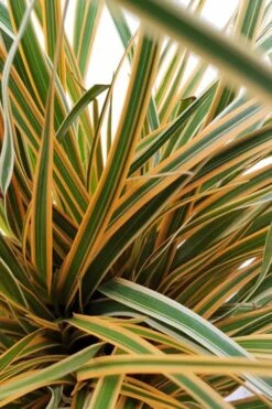 Evercolor Everglow Carex - 1 Gallon Pot -Garden Plant Shop Carex Evercolor Everglow 2