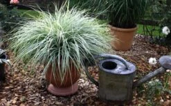 Evercolor Everest Carex - 1 Gallon Pot -Garden Plant Shop Carex Evercolr Everest 1