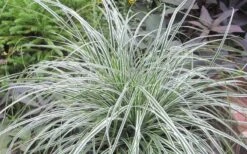 Evercolor Everest Carex - 1 Gallon Pot -Garden Plant Shop Carex Evercolr Everest 2