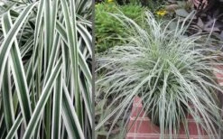 Evercolor Everest Carex - 1 Gallon Pot -Garden Plant Shop Carex Evercolr Everest 3
