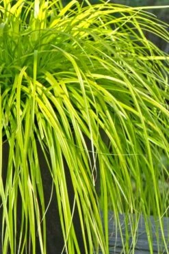 Evercolor Everillo Carex - 1 Gallon Pot 15 Evercolor Everillo Carex - 1 Gallon Pot -Garden Plant Shop Carex Everillo 500x750 4