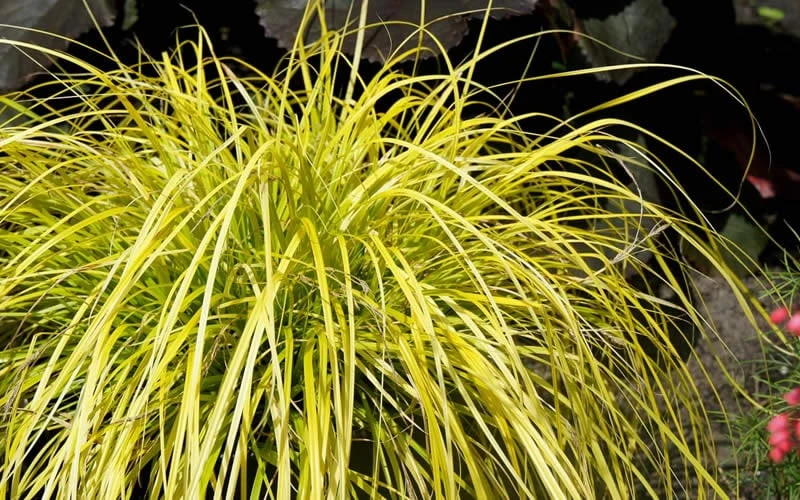 Evercolor 'Everillo' Carex - 5 Pack Of Quart Pots 6 Evercolor 'Everillo' Carex - 5 Pack Of Quart Pots - Image 6