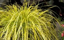 Evercolor Everillo Carex - 10 Pack Of Quart Pots -Garden Plant Shop Carex Everillo Plant 1