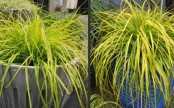 Evercolor 'Everillo' Carex - 5 Pack Of Quart Pots 16 Evercolor 'Everillo' Carex - 5 Pack Of Quart Pots -Garden Plant Shop Carex Everillo Plant Containers 1