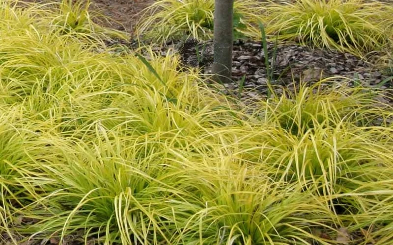 Evercolor 'Everillo' Carex - 5 Pack Of Quart Pots 8 Evercolor 'Everillo' Carex - 5 Pack Of Quart Pots - Image 8