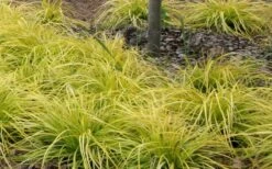 Evercolor Everillo Carex - 10 Pack Of Quart Pots -Garden Plant Shop Carex Everillo Plant Patch