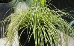 Evercolor Everoro Carex - 1 Gallon Pot 9 Evercolor Everoro Carex - 1 Gallon Pot -Garden Plant Shop Carex Everoro 1