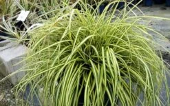 Evercolor Everoro Carex - 1 Gallon Pot 8 Evercolor Everoro Carex - 1 Gallon Pot -Garden Plant Shop Carex Everoro 2