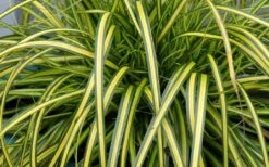 Evercolor Eversheen Carex - 5 Pack Of Quart Pots -Garden Plant Shop Carex Eversheen 1 2