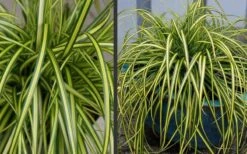 Evercolor Eversheen Carex - 5 Pack Of Quart Pots -Garden Plant Shop Carex Eversheen 2 2