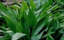 Cast Iron Plant - 2 Gallon Pot -Garden Plant Shop Cast Iron Plant 1