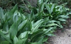 Cast Iron Plant - 1 Gallon Pot -Garden Plant Shop Cast Iron Plant 3 1