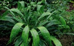 Spek-tacular Cast Iron Plant - 3 Gallon Pot -Garden Plant Shop Cast Iron Plant Spektacular 5