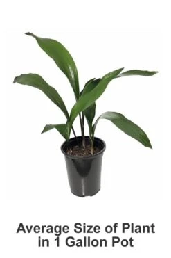 Cast Iron Plant - 1 Gallon Pot -Garden Plant Shop Cast iron Plant 20 1