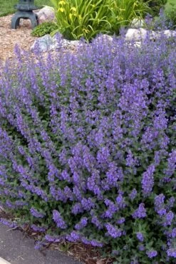 Walker's Low Catmint (Nepeta X Faassenii) - 6 Pack Of 1 Gallon Pots -Garden Plant Shop Catmint Walkers Low 4