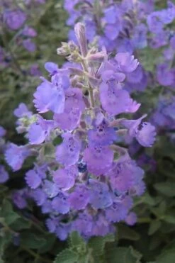 Walker's Low Catmint (Nepeta X Faassenii) - 5 Pack Of Quart Pots -Garden Plant Shop Catmint Walkers Low 5 1