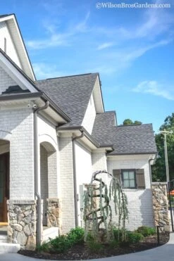 Serpentine Weeping Blue Atlas Cedar - 3 Gallon Pot -Garden Plant Shop Cedar Blue Atlas Serpentine 11 1