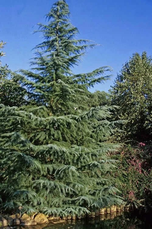 Deodar Cedar Tree - 1 Gallon Pot 5 Deodar Cedar Tree - 1 Gallon Pot - Image 5