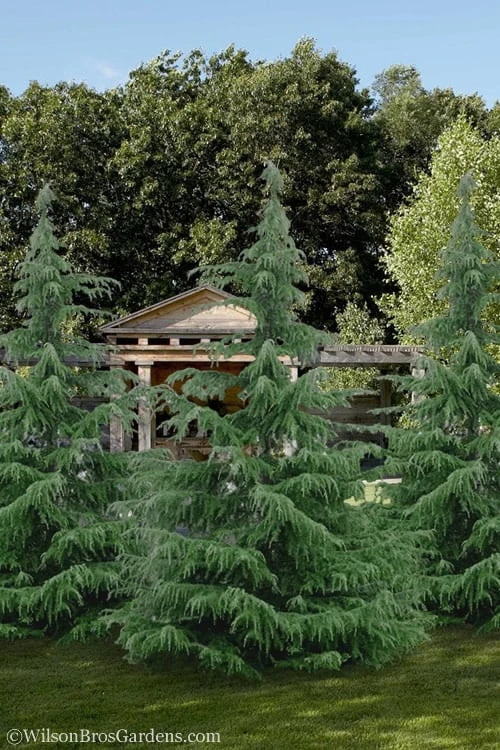 Deodar Cedar Tree - 1 Gallon Pot 4 Deodar Cedar Tree - 1 Gallon Pot - Image 4