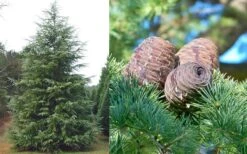 Deodar Cedar - 3 Gallon Pot 15 Deodar Cedar - 3 Gallon Pot -Garden Plant Shop Cedar Deodar Foliage Cones 4
