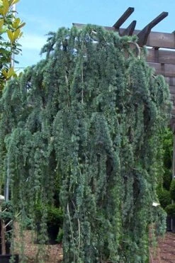 Weeping Blue Atlas Cedar - 5 Gallon Pot -Garden Plant Shop Cedar Weeping Blue Atlas 1 1