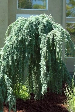 Weeping Blue Atlas Cedar - 5 Gallon Pot -Garden Plant Shop Cedar Weeping Blue Atlas 4 1