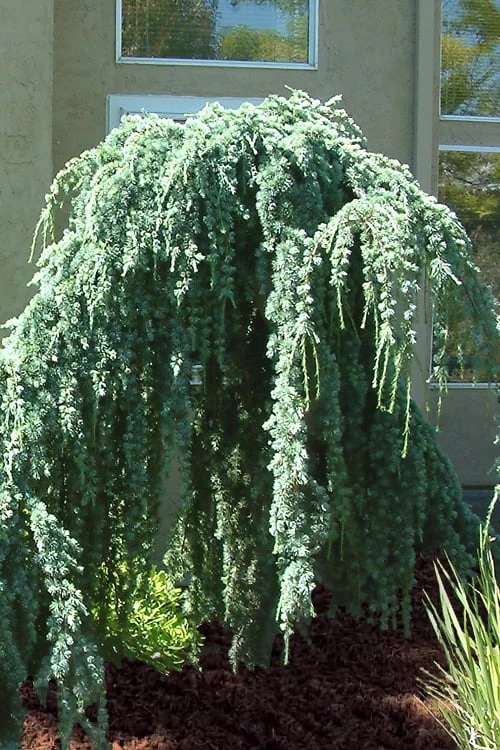 Weeping Blue Atlas Cedar -2 Gallon Pot 6 Weeping Blue Atlas Cedar -2 Gallon Pot - Image 6